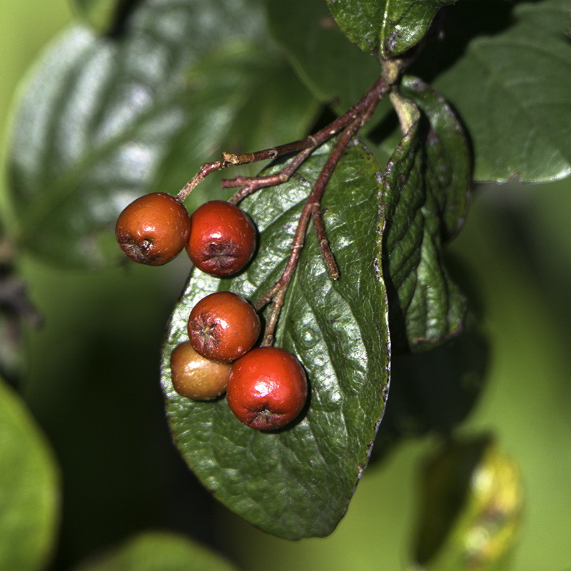 Allgäu 09 - 2014 - 20140914_0262 als Smartobjekt-1 Kopie.jpg - In Buchenberg auf dem Moorrundweg